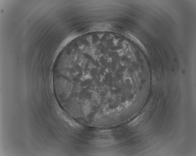 X0000077391035200611031956