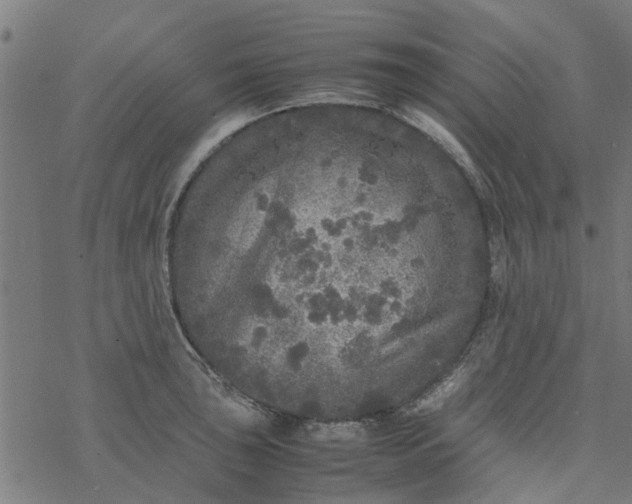 X0000077391043200611031956