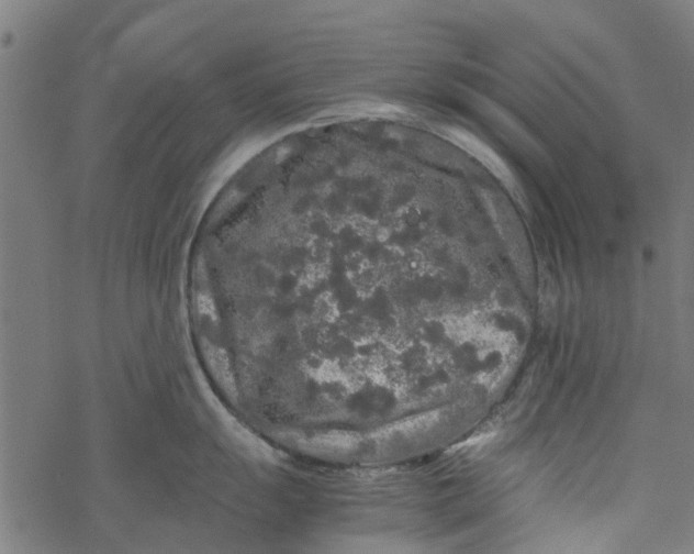 X0000077391055200611031957