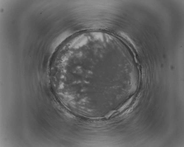 X0000077391071200611031956