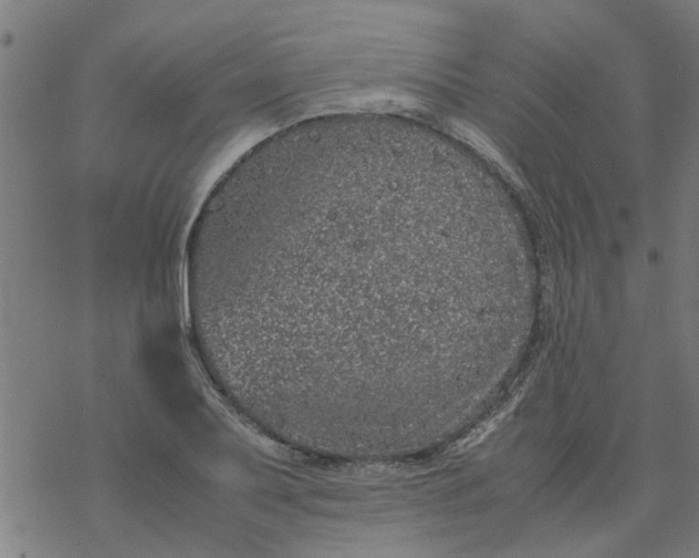 X0000077391079200611031955