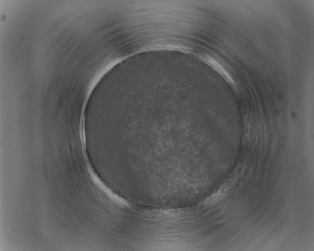 X0000077391084200611031955