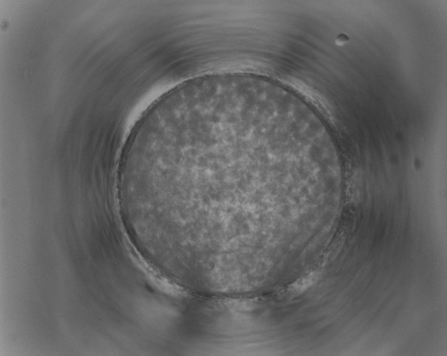 X0000077391086200611031955