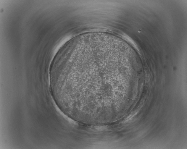 X0000077391095200611031955