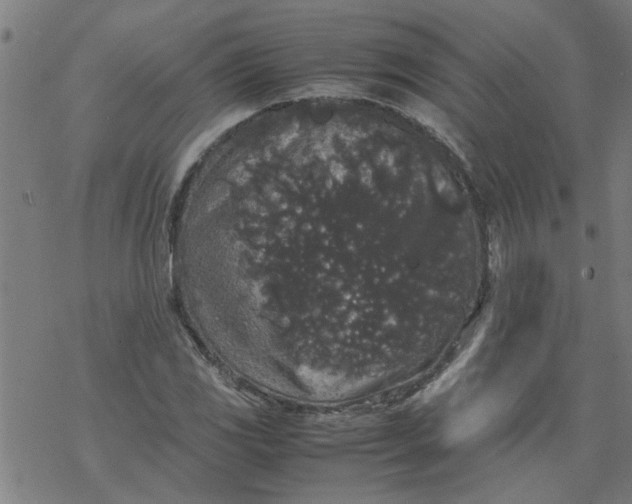 X0000077391117200611031954