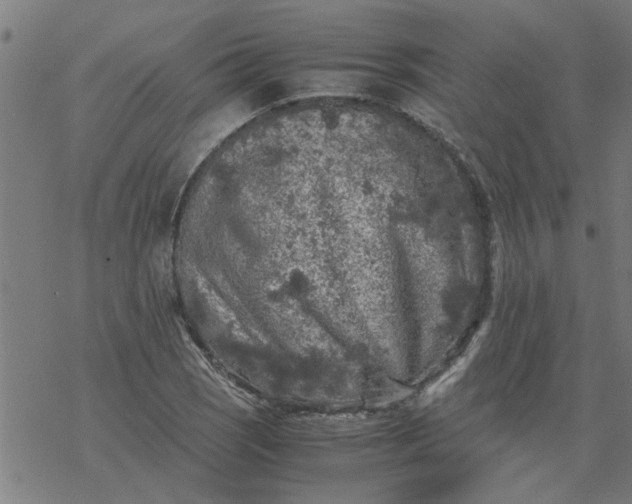 X0000077391121200611031954