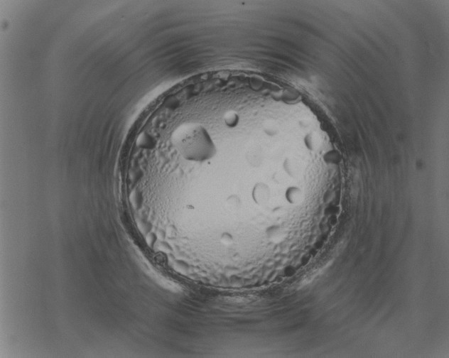 X0000077391125200611031955