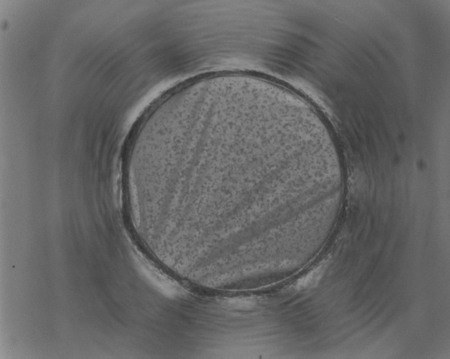 X0000077391126200611031955