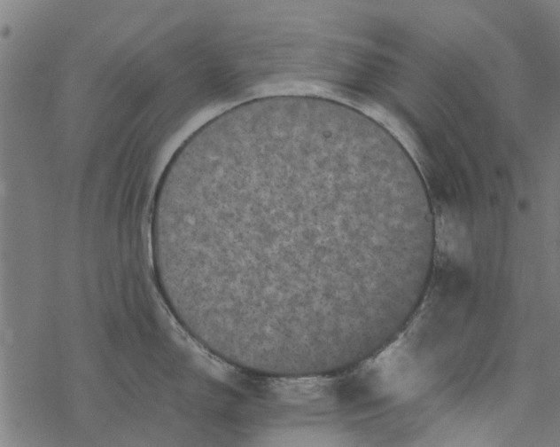 X0000077391150200611031955