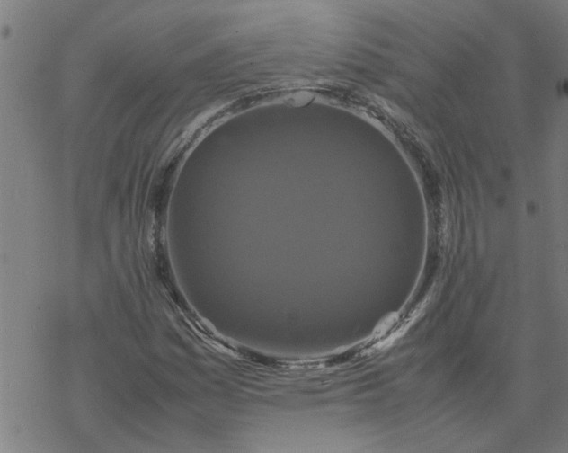 X0000077391161200611031954