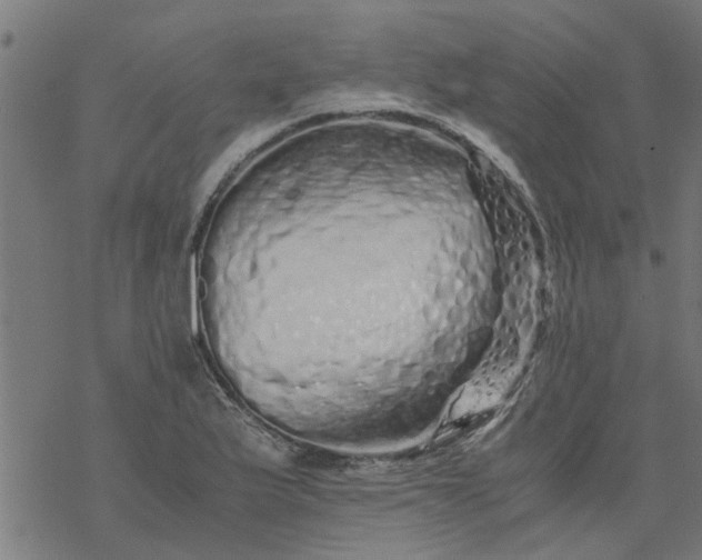 X0000077391175200611031954