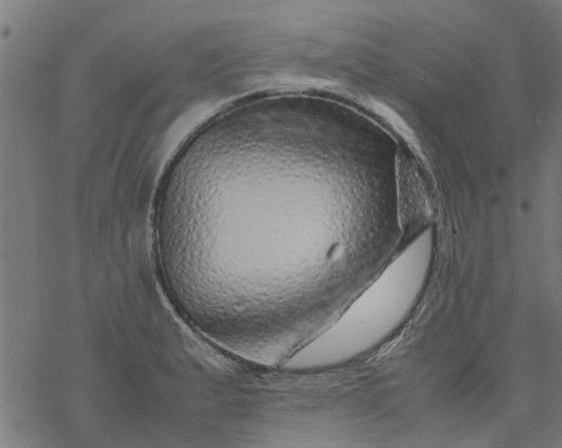 X0000077391183200611031954