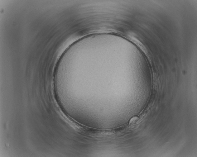 X0000077391187200611031954