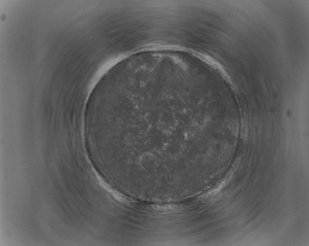 X0000077391231200611031953