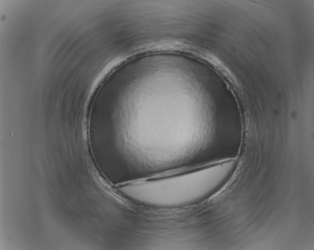 X0000077391232200611031953