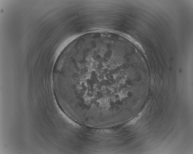 X0000077391239200611031953