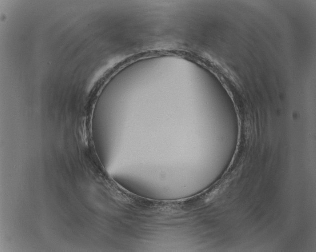 X0000077391262200611031952