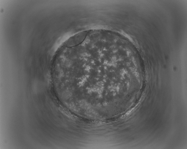 X0000077391263200611031952