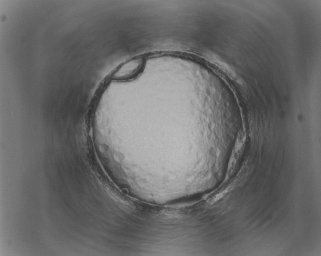 X0000077391264200611031952