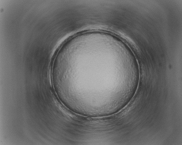 X0000077391272200611031952