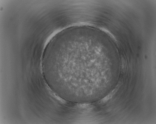 X0000077391278200611031952