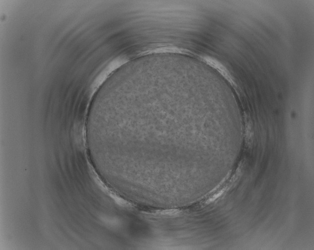 X0000077391282200611031952