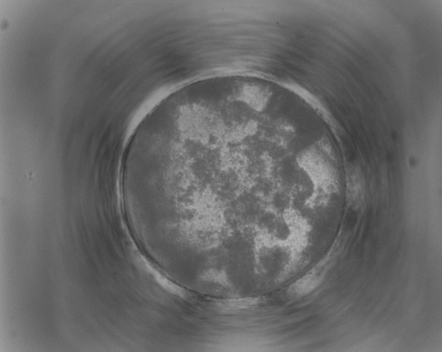 X0000077391294200611031952