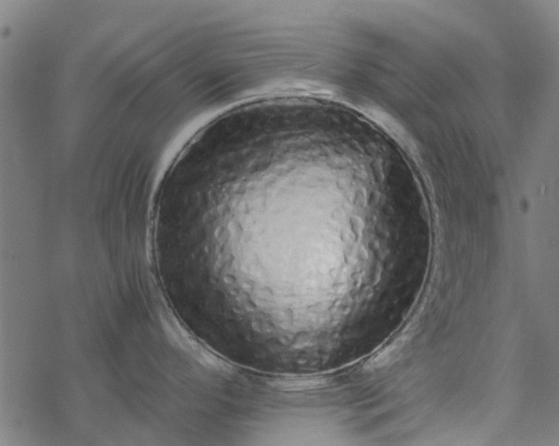 X0000077391296200611031952