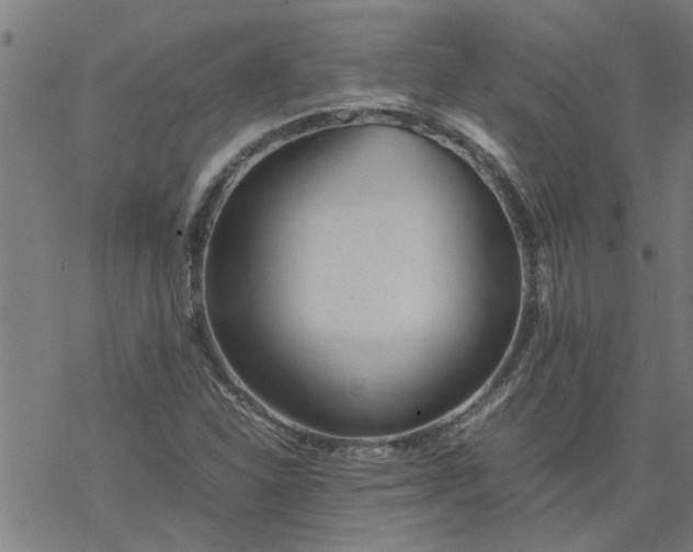 X0000077391310200611031951