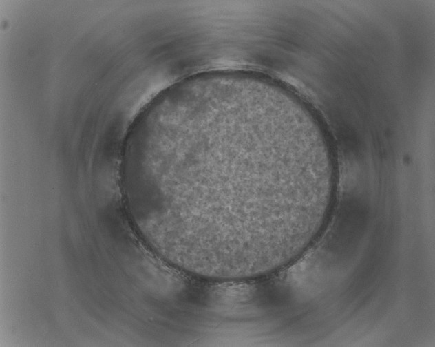 X0000077391314200611031951