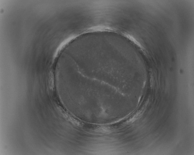 X0000077391358200611031951