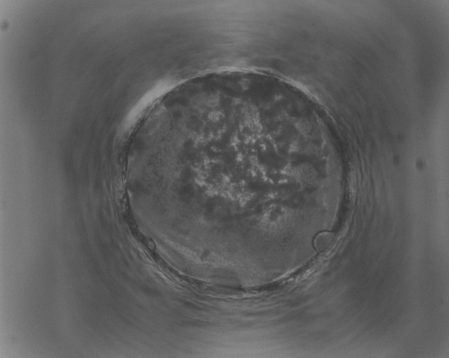 X0000077391359200611031951