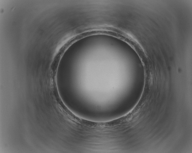 X0000077391360200611031951