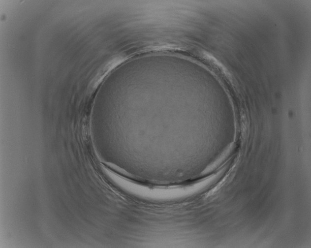 X0000077391361200611031951