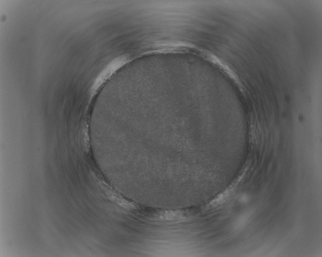 X0000077391362200611031951