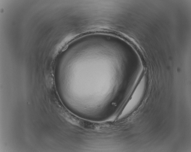 X0000077391363200611031951