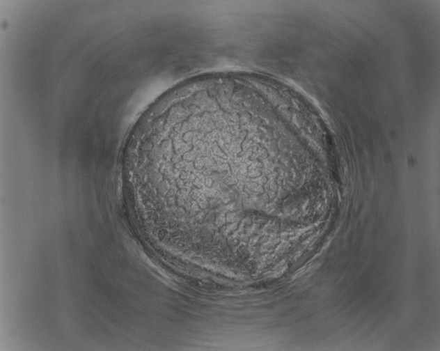 X0000077391367200611031951