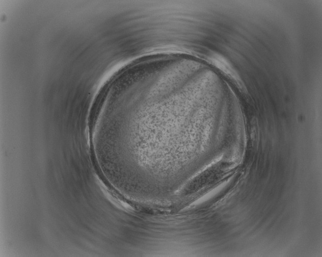 X0000077391372200611031951