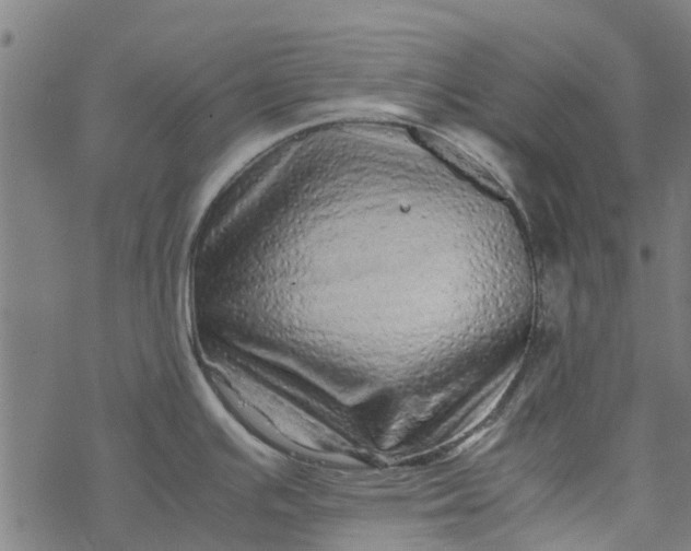 X0000077391391200611031950