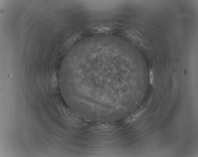 X0000077391395200611031950