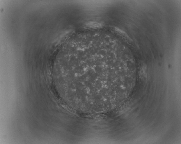 X0000077391397200611031950