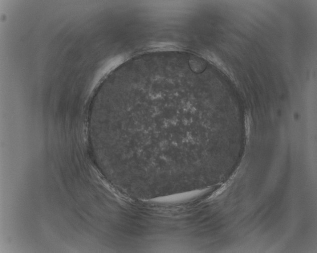 X0000077391405200611031950