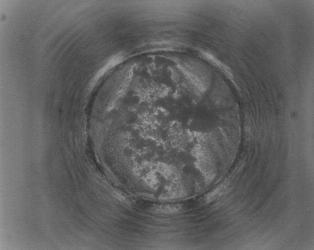 X0000077391411200611031950