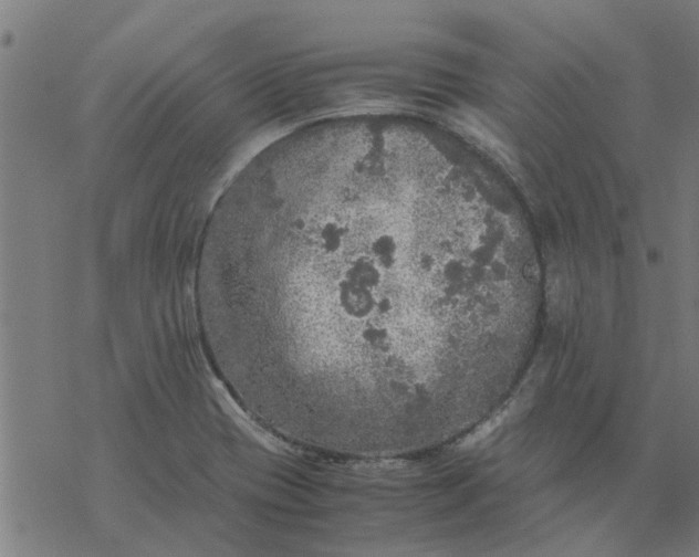 X0000077391417200611031950