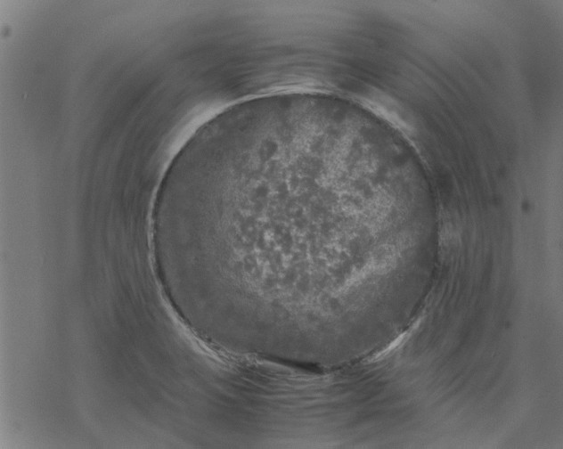 X0000077391423200611031950