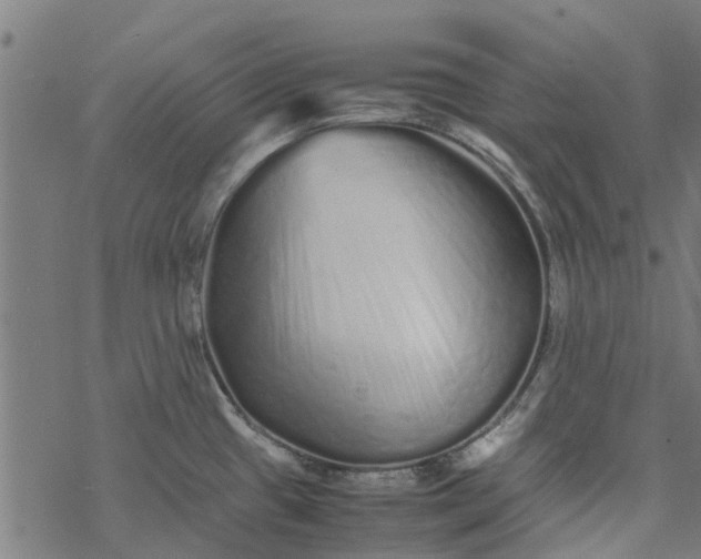 X0000077391433200611031950