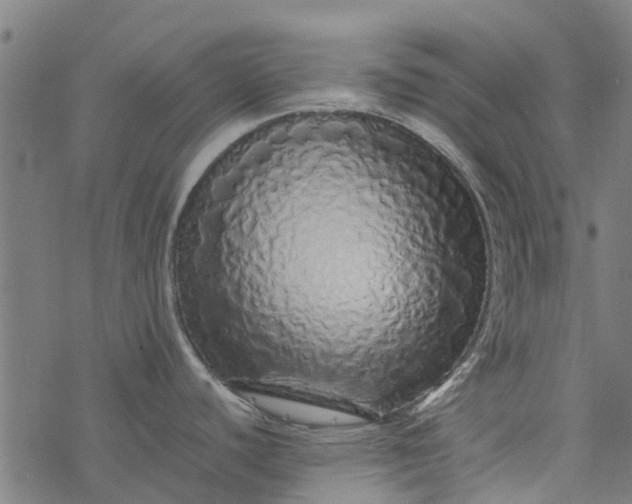 X0000077391440200611031950