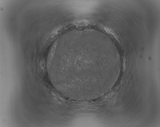 X0000077391445200611031949