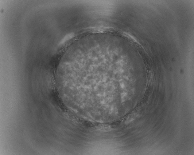 X0000077391446200611031949