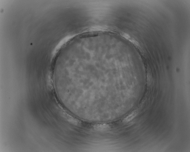 X0000077391454200611031949